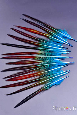 Faisan doré queue - 15-20 cm - turquoise-rouge